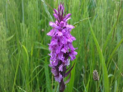 Riet Orchis, beschermd bij aanbrengen Sifonduikers Riet Orchis, beschermd bij aanbrengen Sifonduikers